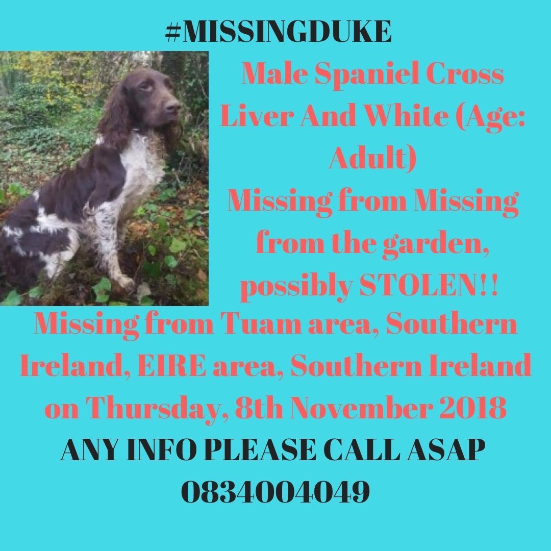 AlanDaffern's tweet photo. #MISSINGDUKE #MissingPets #MissingDog #Stolen #Dog #SpanielCross
@SummerBreezeUS @SheridanAlcock @RonnieRipReggie @HunnyJax
@MissingPetsGB @rosiedoc666 @Harveysarmy1 @KarenFi51820768
@blacklab115 @SteelCherry @gellert101 @alid2912 #rt https://t.co/ZiXsSChUti