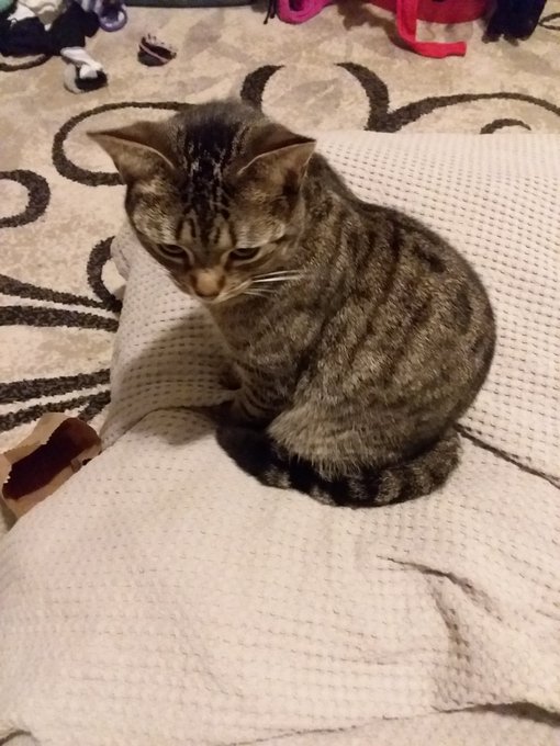 Tying to act like she didn't just throw my laundry everywhere 😹😻 #kitty #destruction #toocute #catmom<a href="/tag/kitty"class="tags"><span>#kitty</span></a><a href="/tag/toocute"class="tags"><span>#toocute</span></a><a href="/tag/destruction"class="tags"><span>#destruction</span></a><a href="/tag/catmom"class="tags"><span>#catmom</span></a>