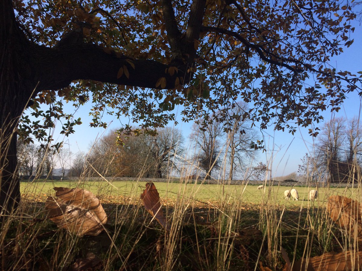 InspiredByKate's tweet photo. Thinking @jacksatlast - this right angled branch of this #SweetChestNutTree would have been well sought after in years gone by? Construction/shipbuilding? https://t.co/PtSjkZcSYA