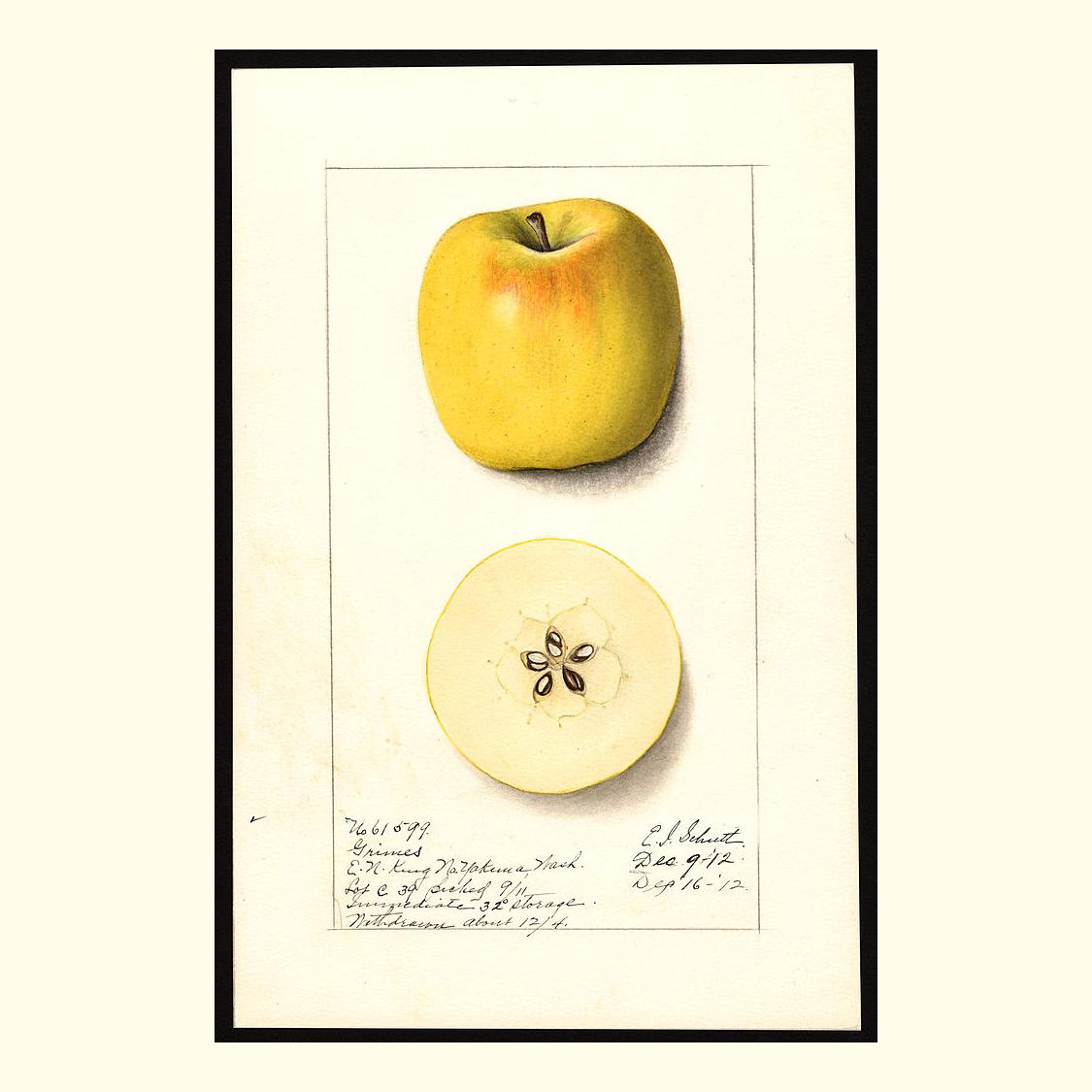 grimes apples, painted by ellen isham schutt, 1912pic.twitter.com/a4Zwf3a9E...