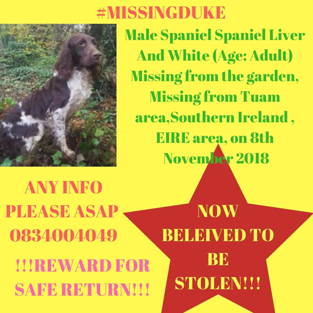 AlanDaffern's tweet photo. #MISSINGDUKE #SPANIELCROSS #STOLEN #REWARD https://t.co/4gehs3siLm