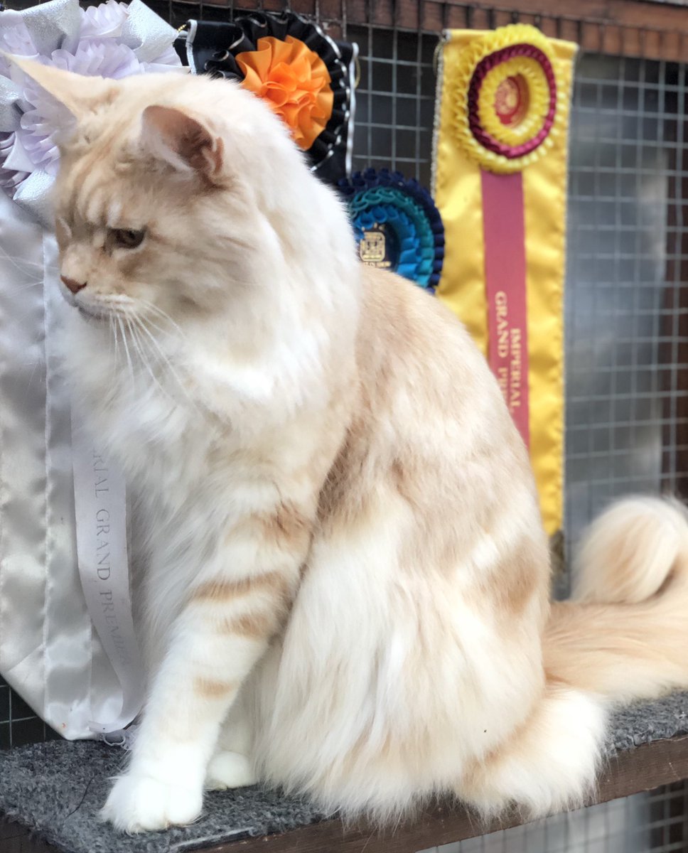 sarah1519741's tweet photo. Isadoryou Phoenix #BIGPink #mainecoon #redsilver https://t.co/gNvDpfBHlb