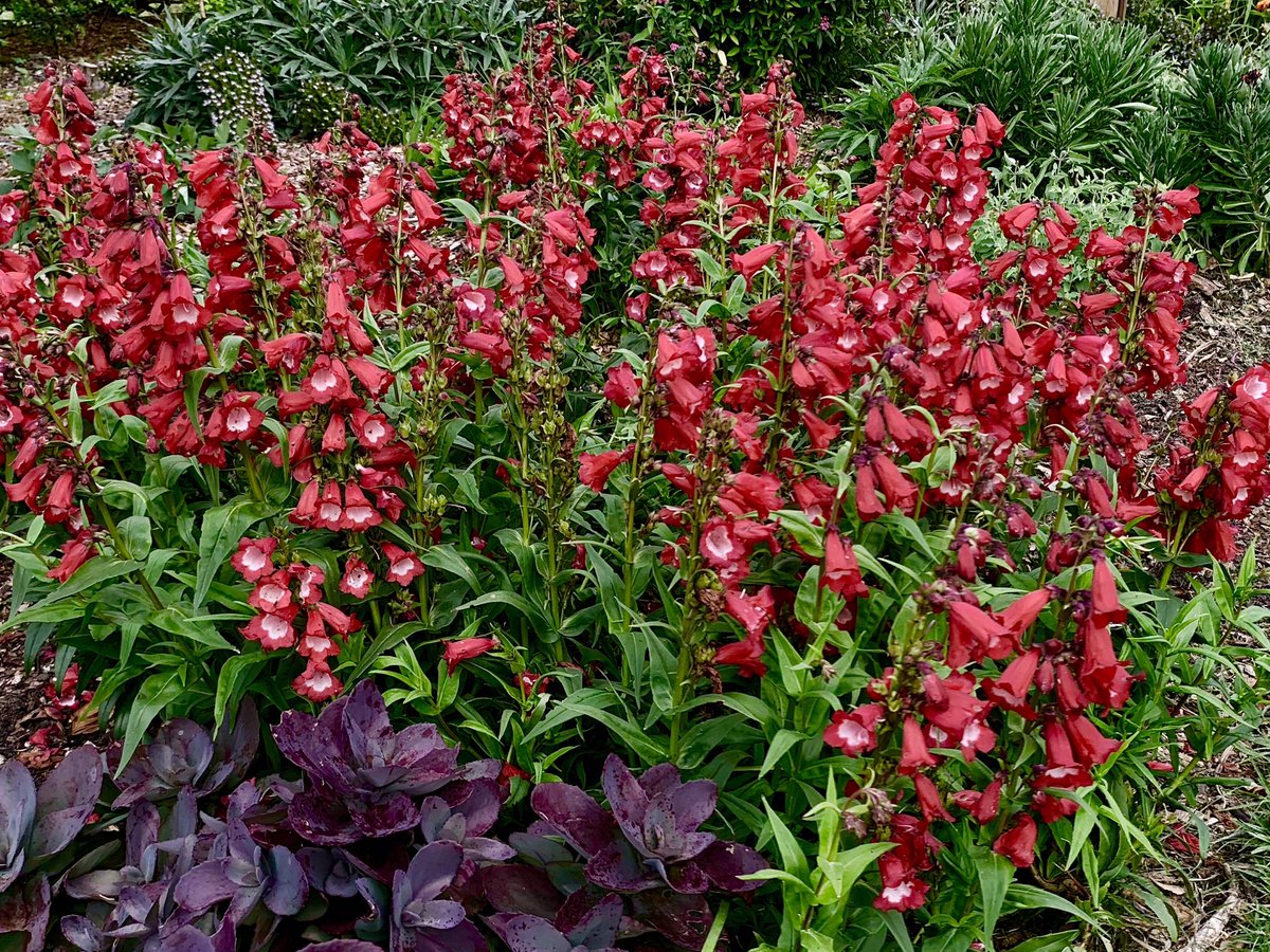 пенстемон сенсация. пенстемон выращивание. пенстемон многолетний. пенстемон наперстянковый. пенстемон выращивание.