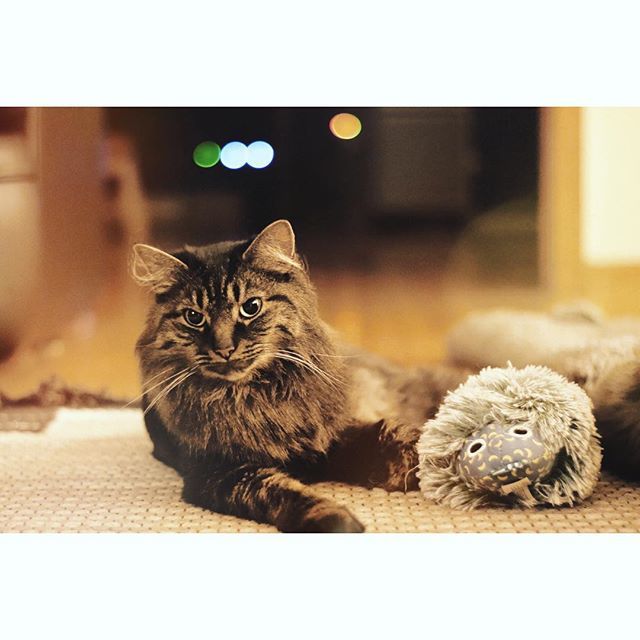 meripip's tweet photo. I prefer my meowtini shaken, not stirred 🍸 #catsinoroyale #007 #mrbond #jamesbond #chillinlikeavillain #tellmeimpretty #sundayfunday #sundayvibes #sundaythoughts #catsofinstagram #catstagram #siberiancat #catlover #kitty #cat #cute #rbf #grumpycat #i… https://t.co/LsJ5o1LpTk https://t.co/afUmEiNMDT
