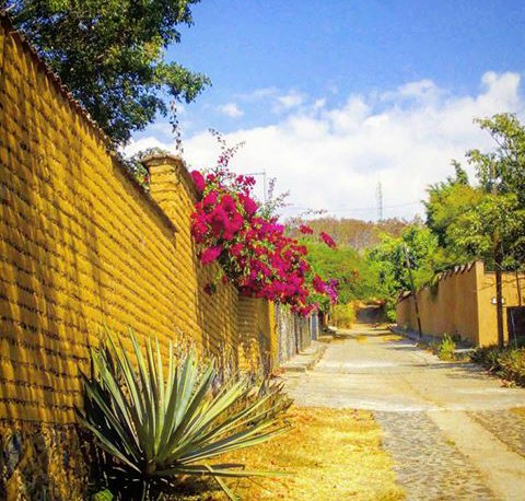 CasaBambule's tweet photo. Buenos días!  #BuenosDias #BuenosDiasATodos #BuenosDiasMundo #tepoztlan #ViajemosPorMéxico #Mexico #naturaleza https://t.co/hxt5lgasgO