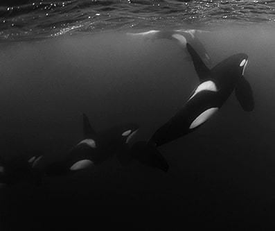 With only moment's of light in the day we have tried to make the most of every chance we get. Today was exceptional... ift.tt/2DqwU8t