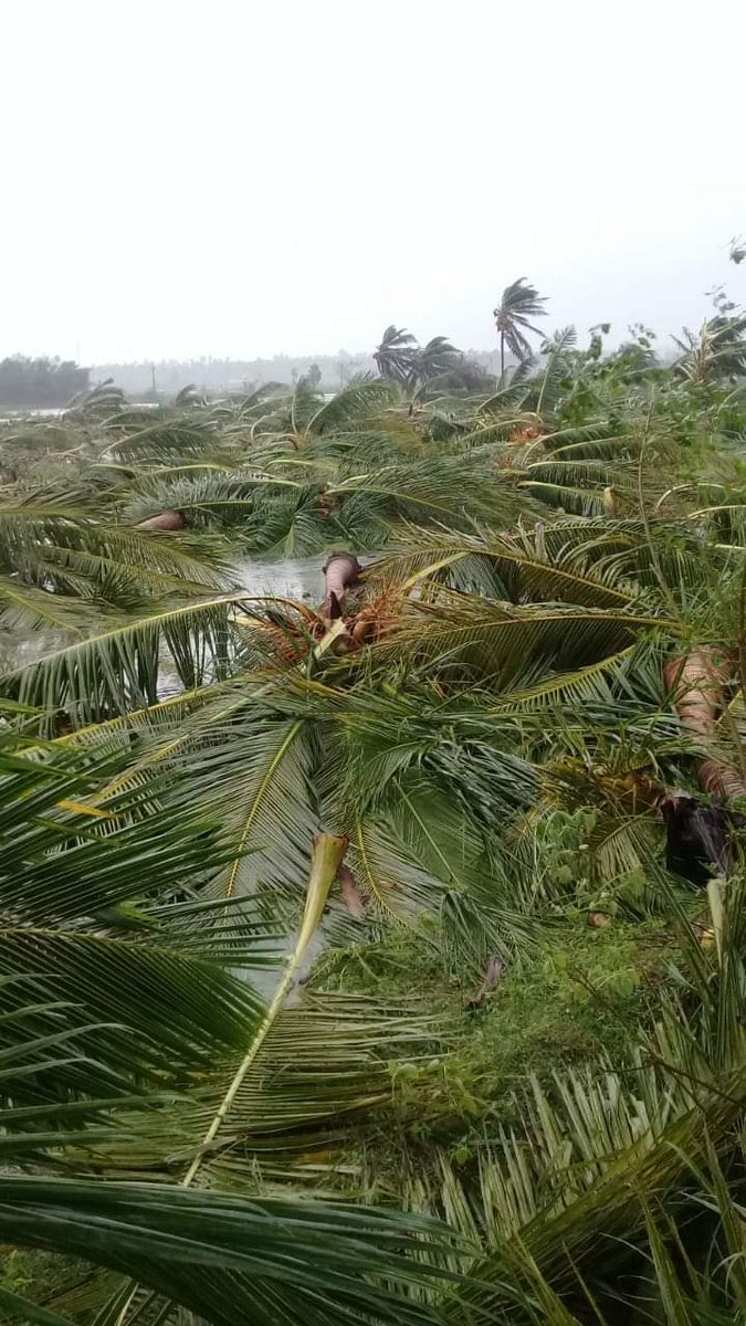 Jothimuruganj's tweet photo. #save_delta கஜா புயலின் பாதிப்பால் வேதாரண்யம் மற்றும் அதன் சுற்று வட்டார பகுதிகள் ஏறத்தாழ 35 கிராமங்கள் அடிப்படை உதவியின்றி தவிக்கின்றனர்.

அலச்சியத்தில் #தமிழ்நாடு_அரசு
 
தங்களால் இயன்ற உதவியை செய்து மீட்டெடுப்போம் டெல்டாவை #SaveDelta https://t.co/DNBKPACCVG