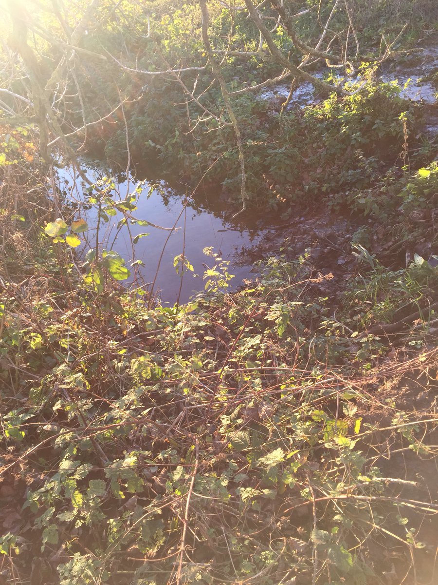 The #beaver seems to be busy <a href="/BictonCollege/">Bicton College</a> #soil #dam in #fields now to maintain #water level <a href="/elyethefish/">Mark Elliott</a> <a href="/DevonWildlife/">Devon Wildlife Trust</a>