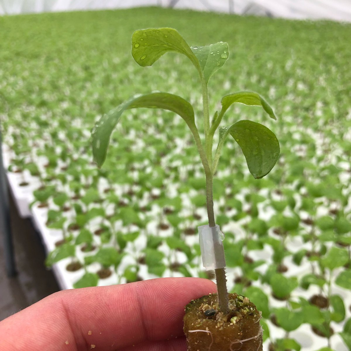 Can anyone guess what delicious fruit this grafted plant will soon be producing?