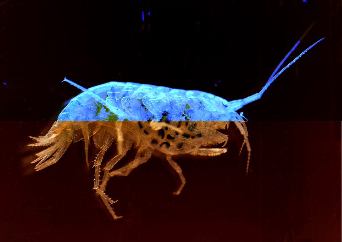 hw3a11's tweet photo. Southampton/Portsmouth PhD opportunity to study how light pollution affects aquatic invertebrates
https://t.co/dpXfiyUqHQ https://t.co/ArTqcFPfpl