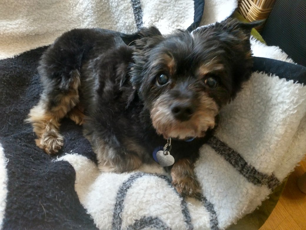CaDaisygirl's tweet photo. My sweet little Louie is having dental surgery tomorrow. He is16, and we know it's a risk to put him under anesthesia, but his teeth are so painful that his quality of life is compromised without help. 

Would so appreciate it if you would keep him in your prayers! 🙏❤️ https://t.co/HzbVkBYtpK