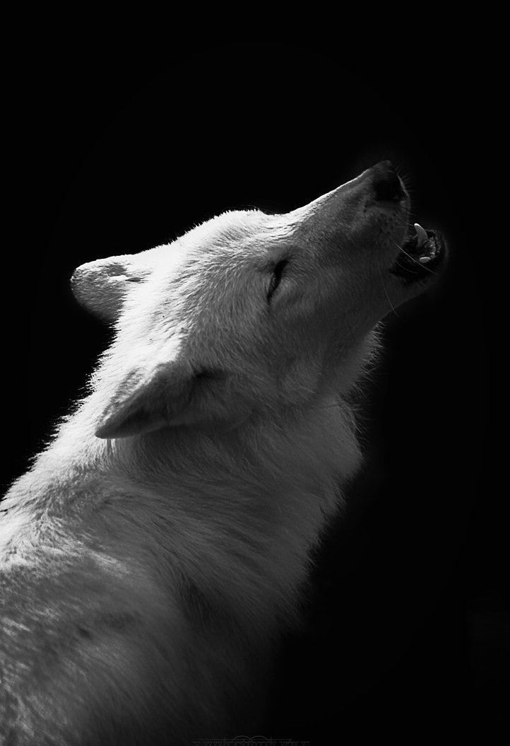 090WOLFIE's tweet image. ϟ One nıght 𝓛𝓾𝓷𝓪 wıll shıne brıght ın the nıght skч, the tıme when 𝓖𝓪𝓲𝓪 wıll cαll for us, to dαnce on the lıght: Untıl then, the veıl wıll protect чour people from the greatness truth  ㅡㅡㅡ ☽ #threαd