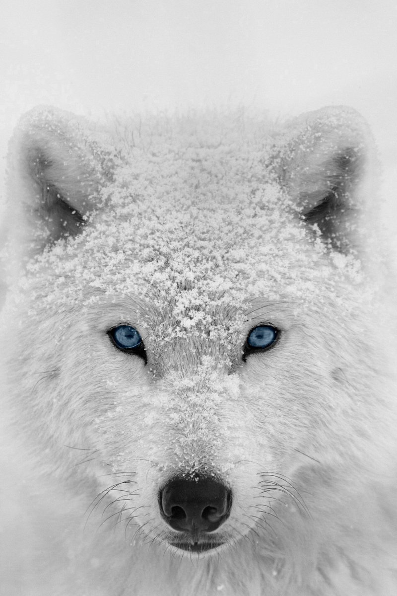 090WOLFIE's tweet image. ϟ One nıght 𝓛𝓾𝓷𝓪 wıll shıne brıght ın the nıght skч, the tıme when 𝓖𝓪𝓲𝓪 wıll cαll for us, to dαnce on the lıght: Untıl then, the veıl wıll protect чour people from the greatness truth  ㅡㅡㅡ ☽ #threαd