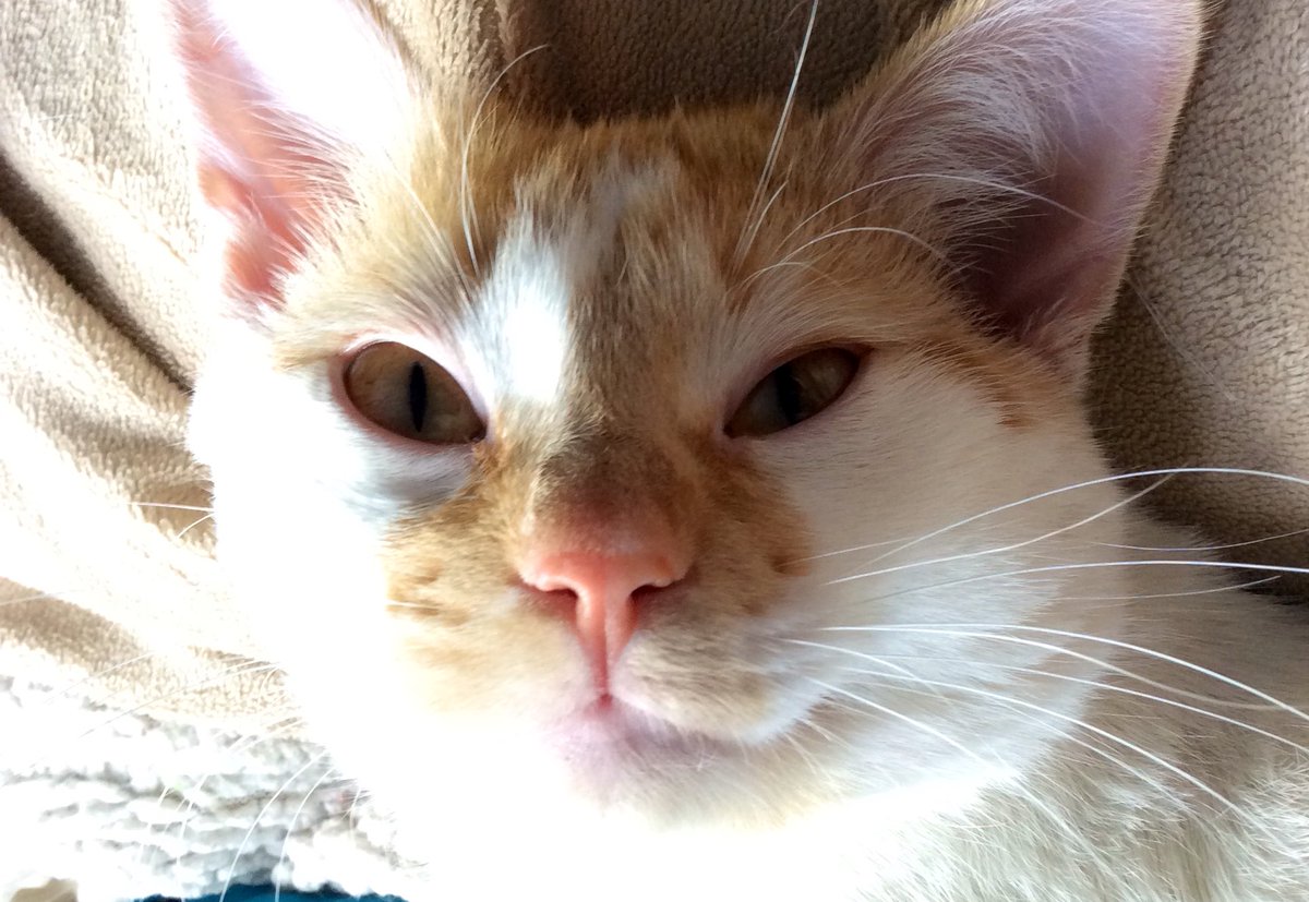 FartyCheddarCat's tweet photo. I maked a big stinky poopy!
And I not bury it.
I maked it and den I go run run run!!
I run away so dat mama not noe dat it be me who maked it.
But den mama smelled it and she noed dat it was me.
She went to skoop it cuz it stinky and den she sed holee poopy dat poopy is big! https://t.co/oSTXne4JuX