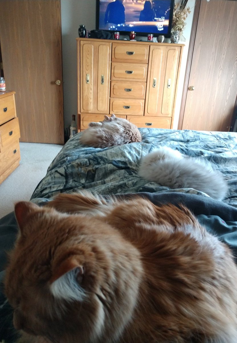 marcuspcat's tweet image. I'm not really allowed to clean on Sunday. The masters of the house require me to stay in bed so they have something warm to lay on. #humancatbed #losingbattle