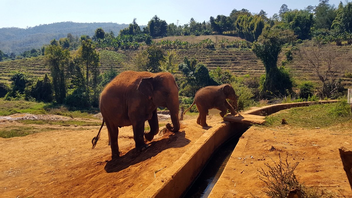 morganvicki's tweet photo. Elephants, tigers, temples and more! Read about our adventures in Chiang Mai, Thailand: https://t.co/IUN7ccpgyT

#travel #thailand #chiangmai #elephants #travelblog https://t.co/Rh7b33rHfG