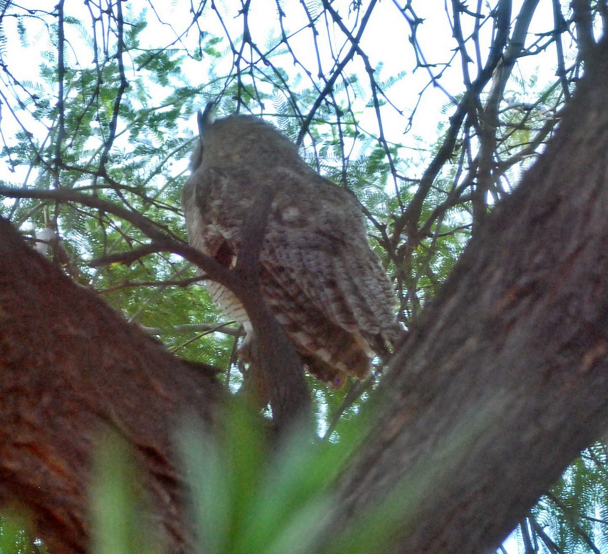 Discovered this visitor in our Mesquite tree this morning. Looks like he/she is settling in for the day. Large owls like this show up every year at this time.
Tucson, AZ