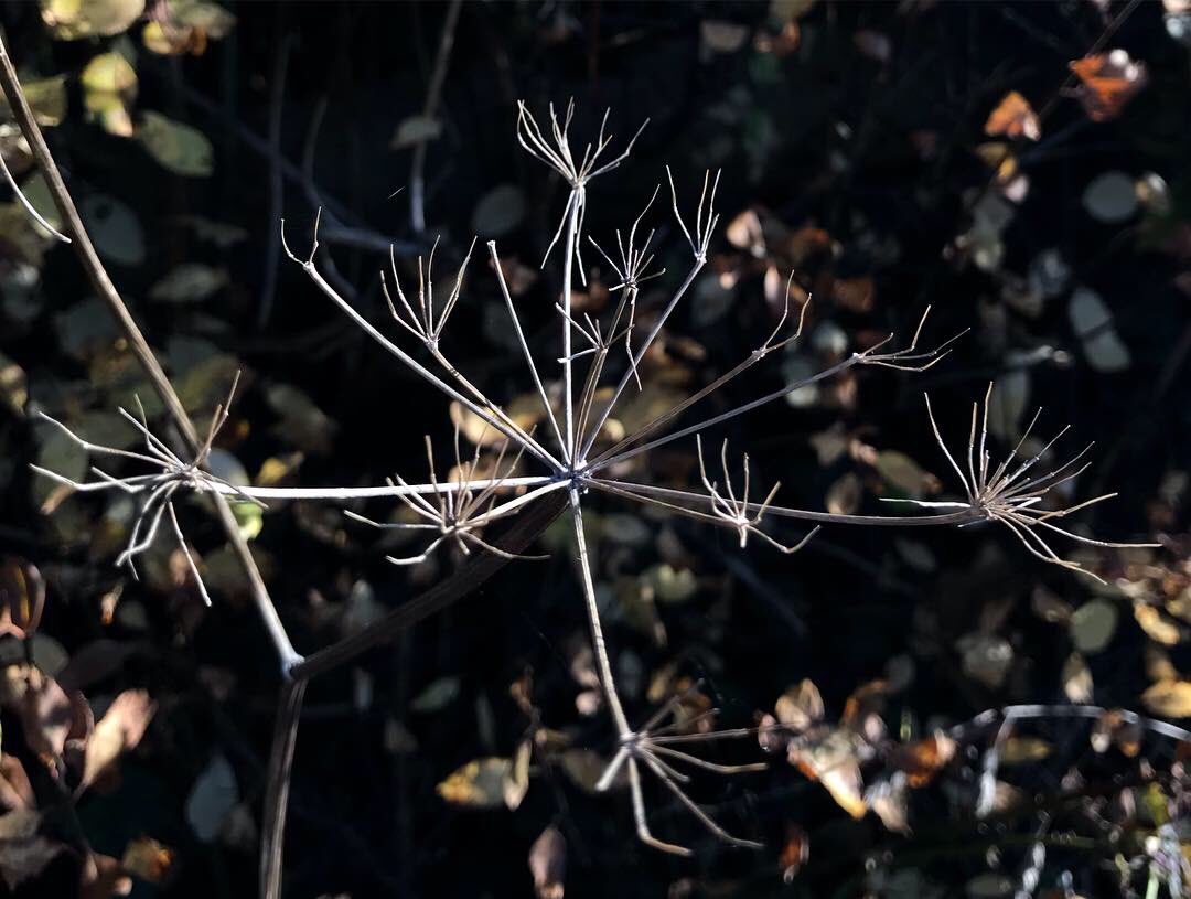 Copse. Came Down, Dorset. 2018. #forest #tree #copse #autumn #spinney