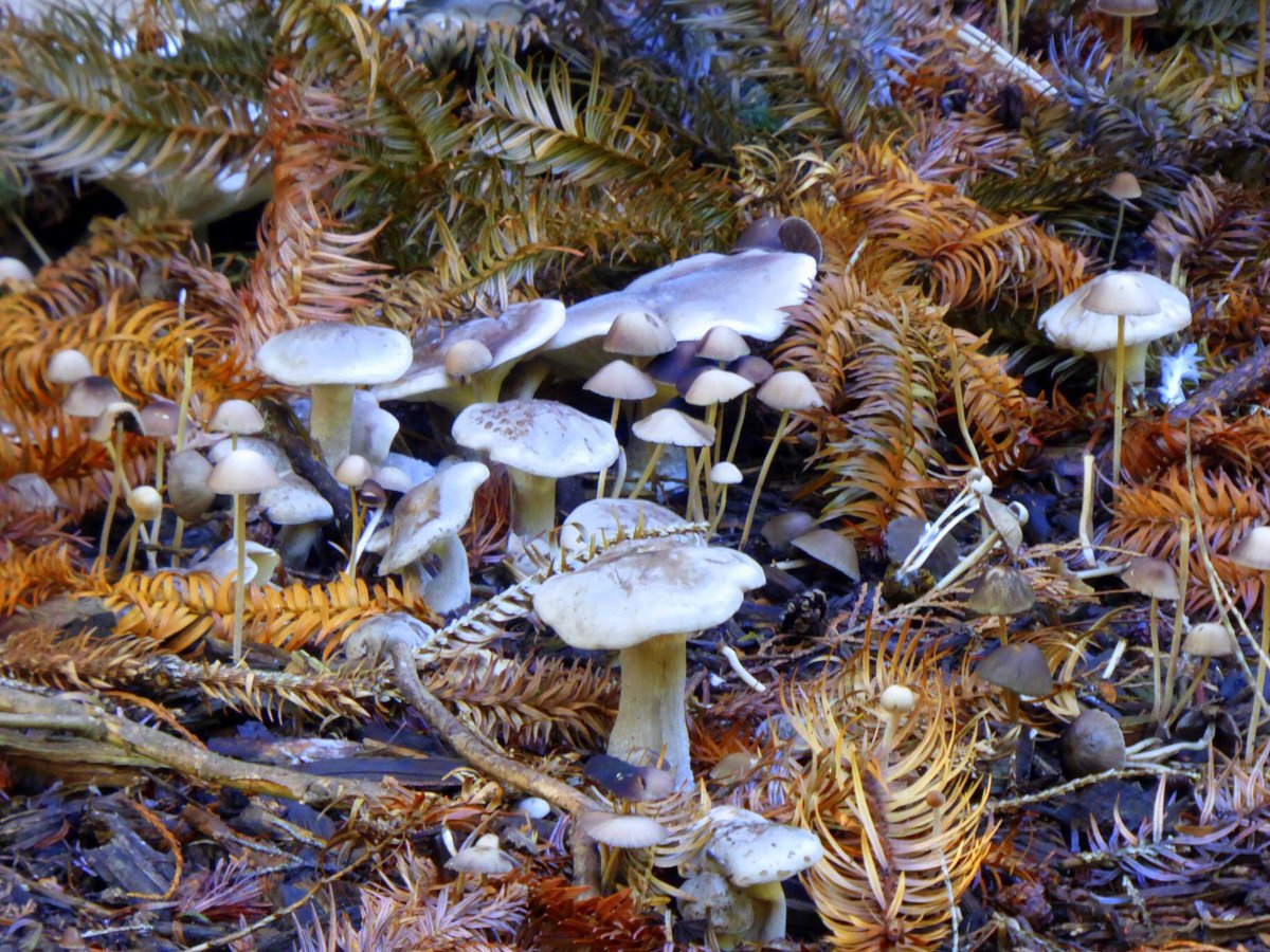 Lynniewest's tweet photo. #fungi city @kewgardens https://t.co/w8fiFkibPk