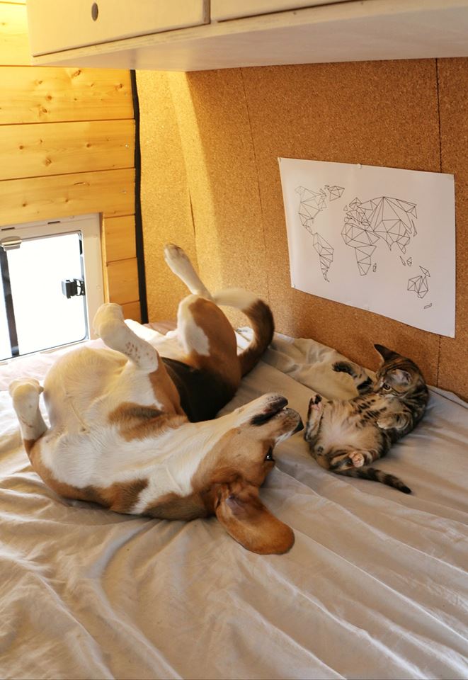 threevanlifers's tweet image. Craquage total devant tant de mignonnerie ❤