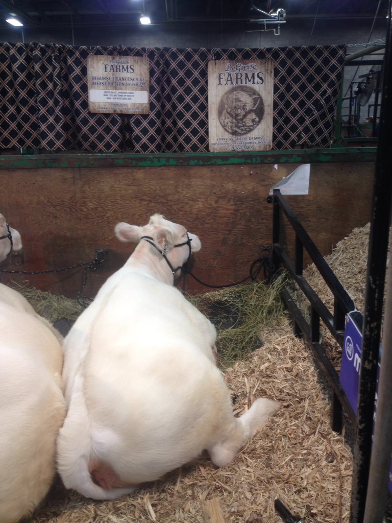 FDeGurse's tweet photo. All settled in Regina for the week at the Agribition! Our heifer DeGurse Francesca 6F sells in the sale,.. Stop by and take a look! https://t.co/wuzb550Va7