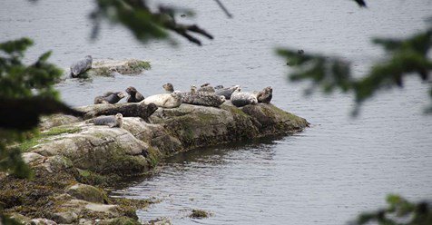 Our critical Shoreline Care programme is celebrating its 10th year as an important and ongoing project. Sustaining institutional funding is difficult to obtain. So, here's a year end Gift Giving idea - help us conserve the #MayneIsland shorelines forever! ow.ly/SXnQ30mF37b