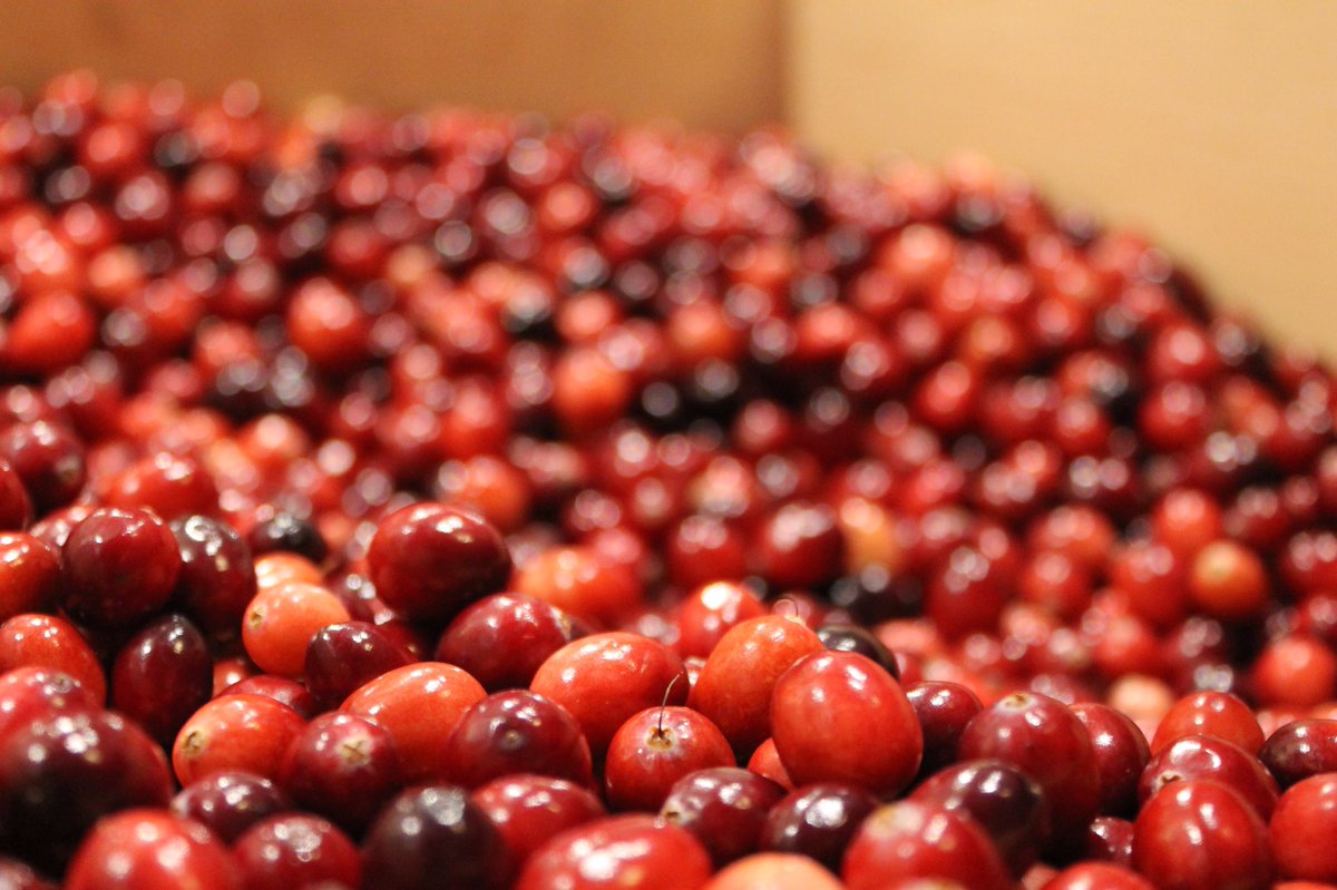 BosPublicMarket's tweet photo. Did you know... cranberries are one of the few fruits native to North America? It's true! And Massachusetts remains one of the most productive states for these bitter red beauties. You can find them fresh at @StillmansFarm &amp; @TheRedAppleFarm in the BPM! https://t.co/Ey4czfSNci