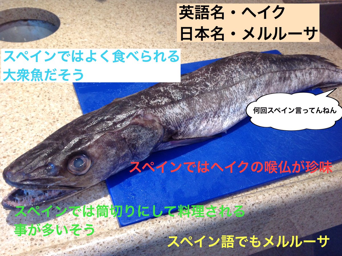 メルルーサ 魚 英語