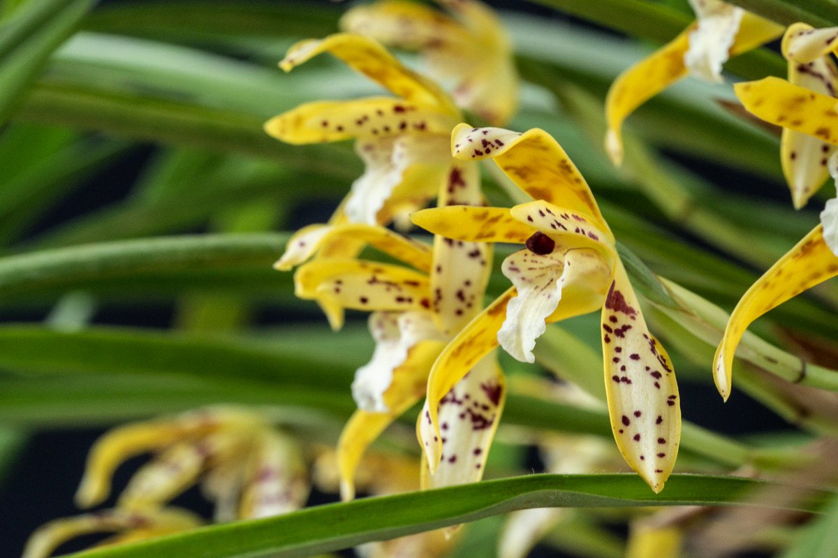 _orquideas_'s tweet photo. #orchid #orchids #orquidea #orquideas  #orchidee #orchideen #maxillaria #maxillariaPicta https://t.co/00rHluewib