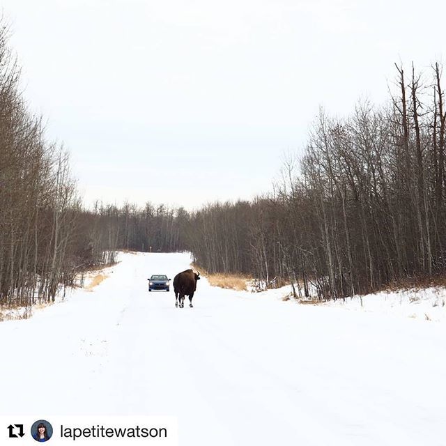 goeastofYEG's tweet photo. Sunday drive anyone? #Repost @lapetitewatson with @get_repost
・・・
Would you keep driving or pull over & wait until the bison passes you? Clearly the bison rule in this National Park 😀
.
.
.
#canadianblogger #yegblogger #elkislandnationalpark #igersca… https://t.co/mYNgMi6LaD https://t.co/XiIsFfGYxg