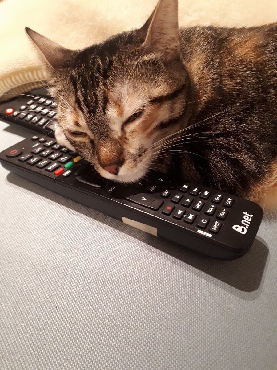 ChatCat1989's tweet photo. When will we get the #reptour DVD? #taylorswift #1yearofreputation #delicate #swifties #CatsOfTwitter #cats @taylorswift13 https://t.co/pVrsFDKA1P