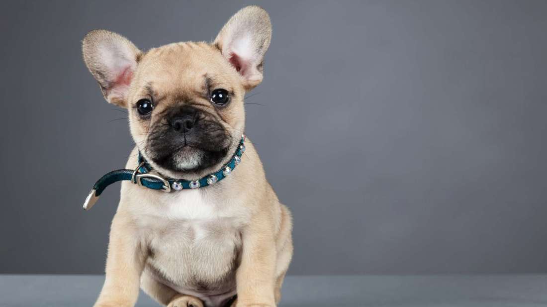 mental_floss's tweet photo. 11 Facts About French Bulldogs — https://t.co/3LFsx5lc4S https://t.co/OQDTOfcNib