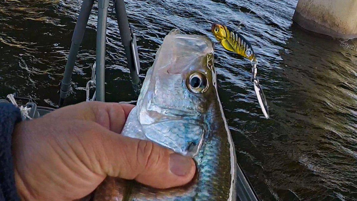 YTFISHINGVIDS's tweet photo. When the Bass won't bite the Crappie still eat!!!
Watch the video here-->https://t.co/fSlmz5CIk5
#bassfishing #bass #fishing #crappie #crappie @MysteryTackleBx #mysterytacklebox #bladebait https://t.co/S8edx9uf7b