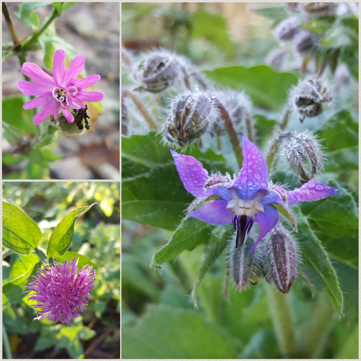 Lovely sunny afternoon @RSPBMiddleton managed to find #thewinter10 for #wildflowerhour @BSBIbotany