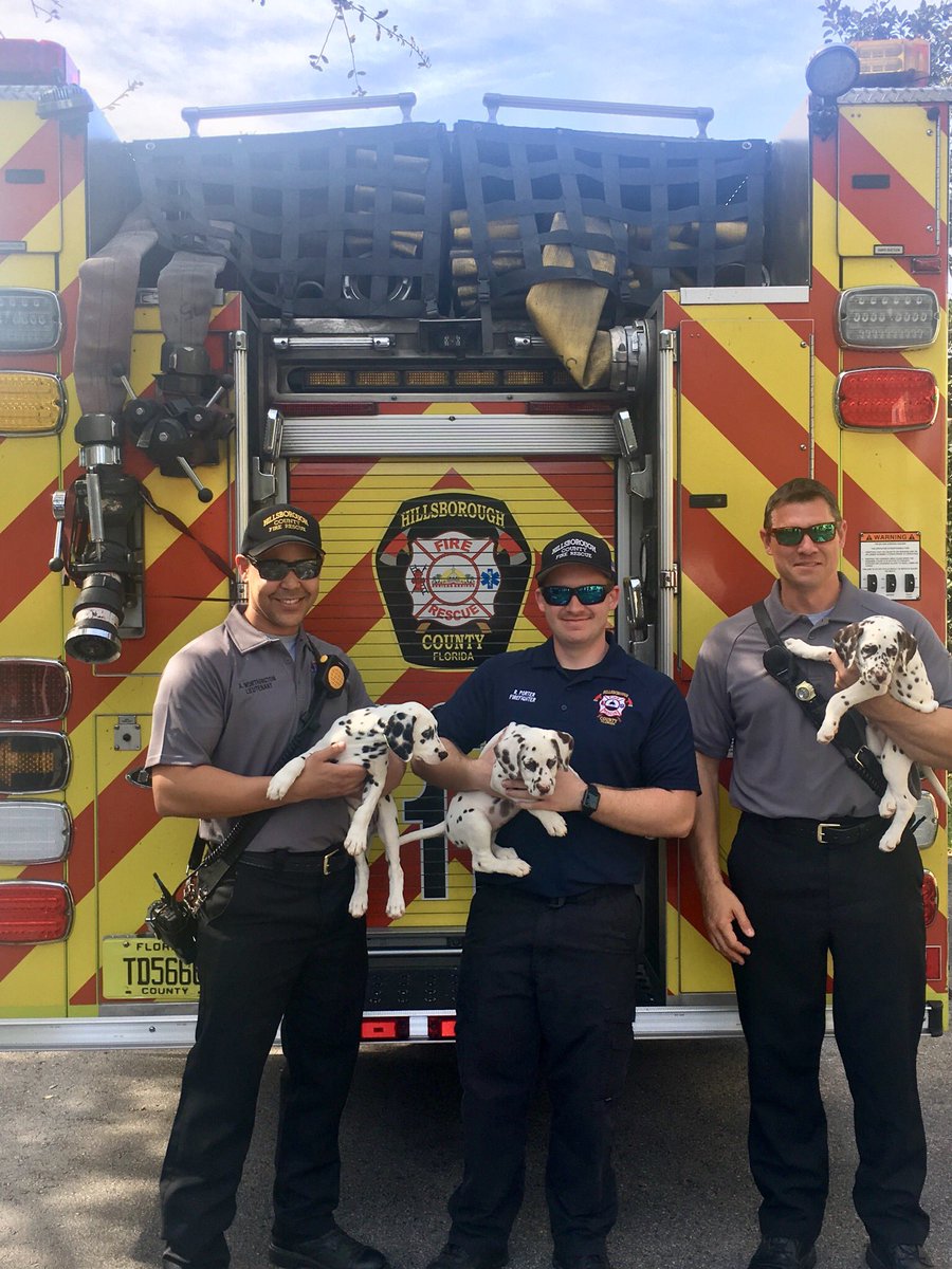 HillsFireRescue's tweet photo. Which type of dog loves fire engines?? Dalmatians!! Engine 11-A visited BluePearl Veterinary for their Family Fun Day and received love from this litter of Dalmatians. 

#HCFR #HillsboroughFL #Dogs #Puppies #Dalmatians https://t.co/4ZREBYCG20