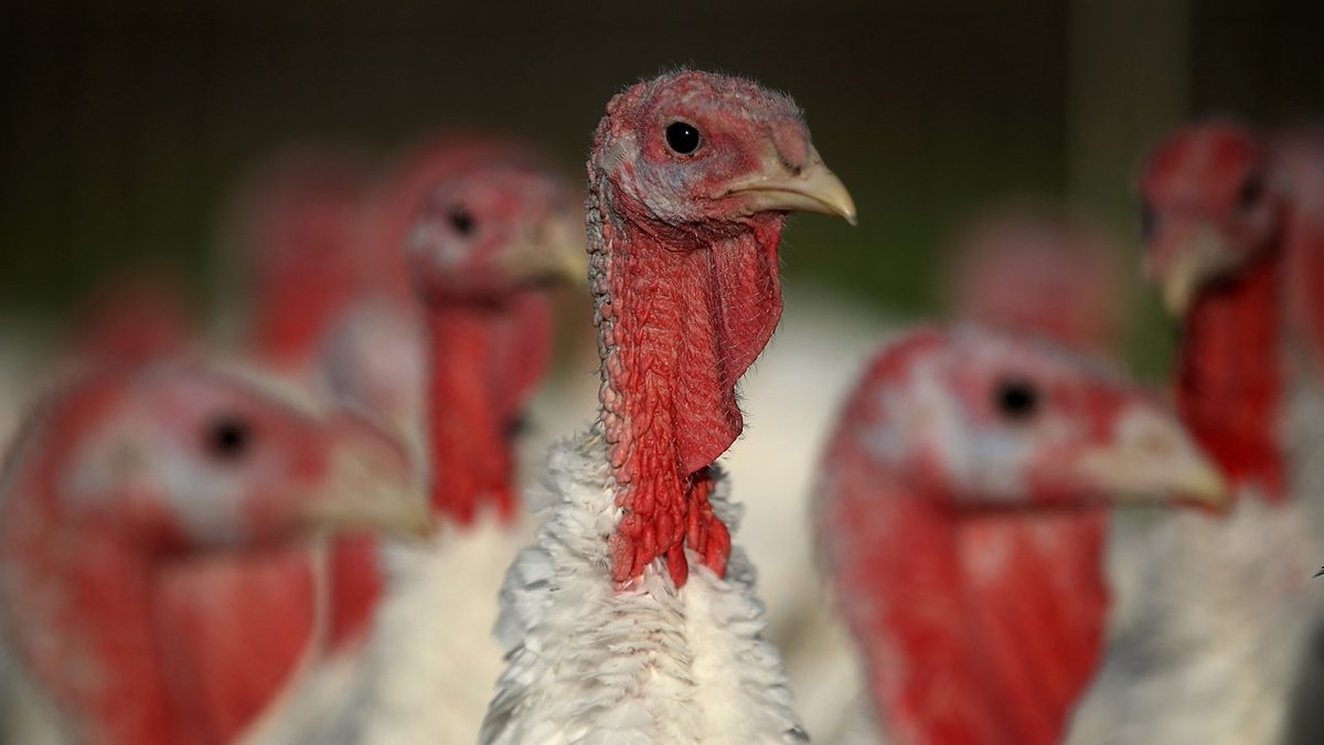 Why a salmonella outbreak shouldn’t ruin your Thanksgiving bit.ly/2A2cxuJ https://t.co/SYgfPz1Fvh