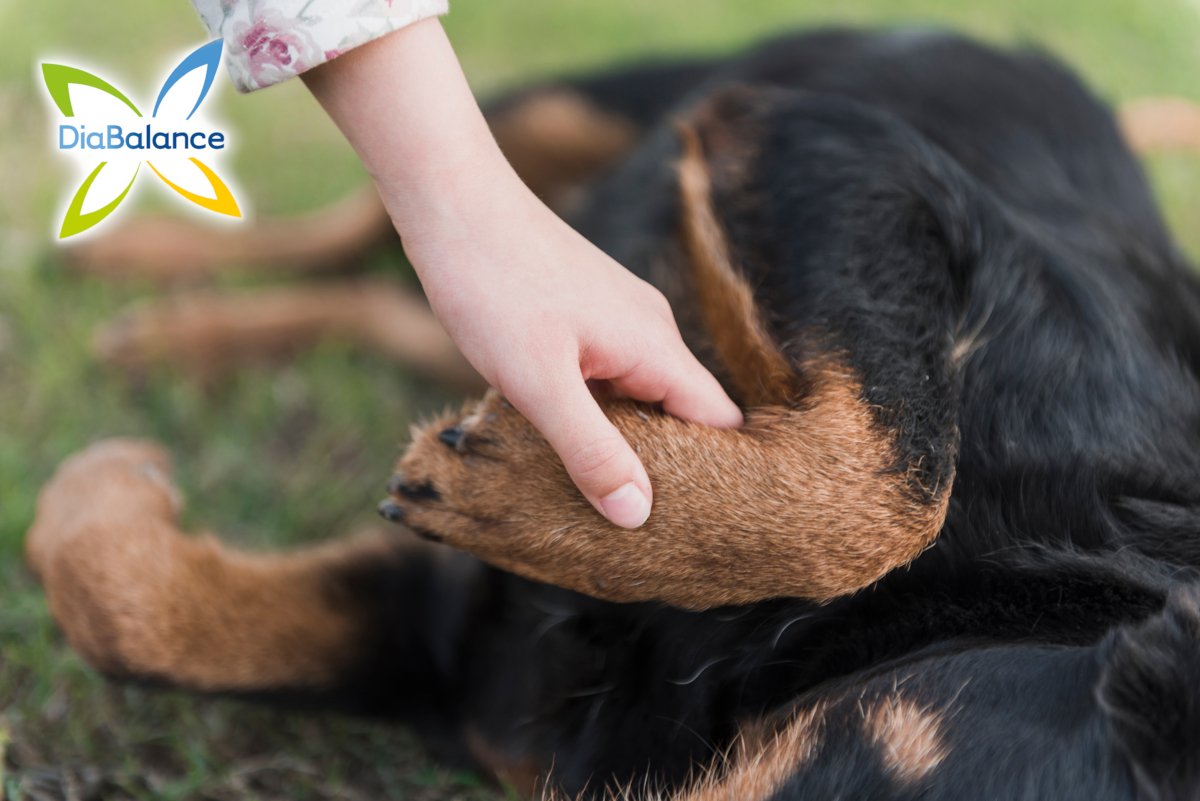 Diabalance's tweet photo. ¿Conoces la historia de Marjorie, la perrita que dio su vida por curar la diabetes? #DiabetESP https://t.co/ubTb7qvDMm https://t.co/KwLMzOX4u2