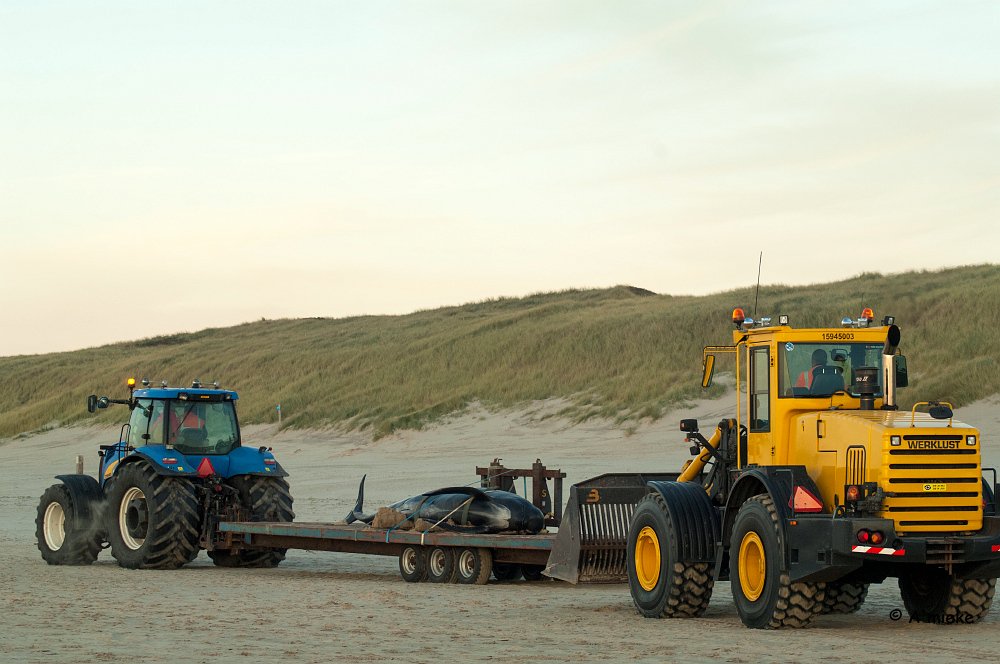 A_miekeTommel's tweet photo. Griend aangespoeld en overleden bij Egmond #griend #egmondaanzee #walvisstranding @SOSDolfijn https://t.co/eeT4SHuZSr