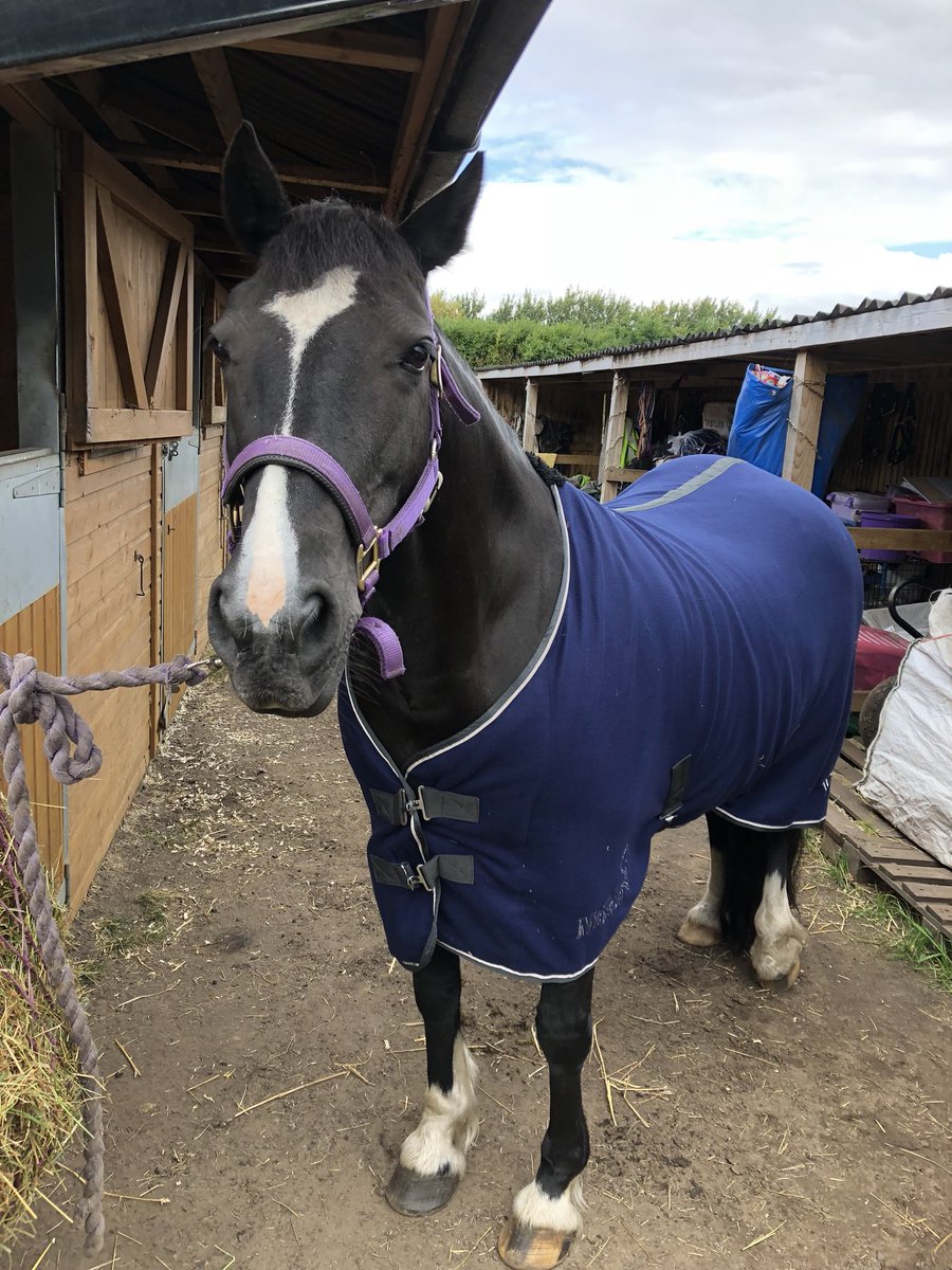welshcobstar's tweet photo. @indiablack123 Same markings as my girl☺️ https://t.co/iLQN1hq4IL