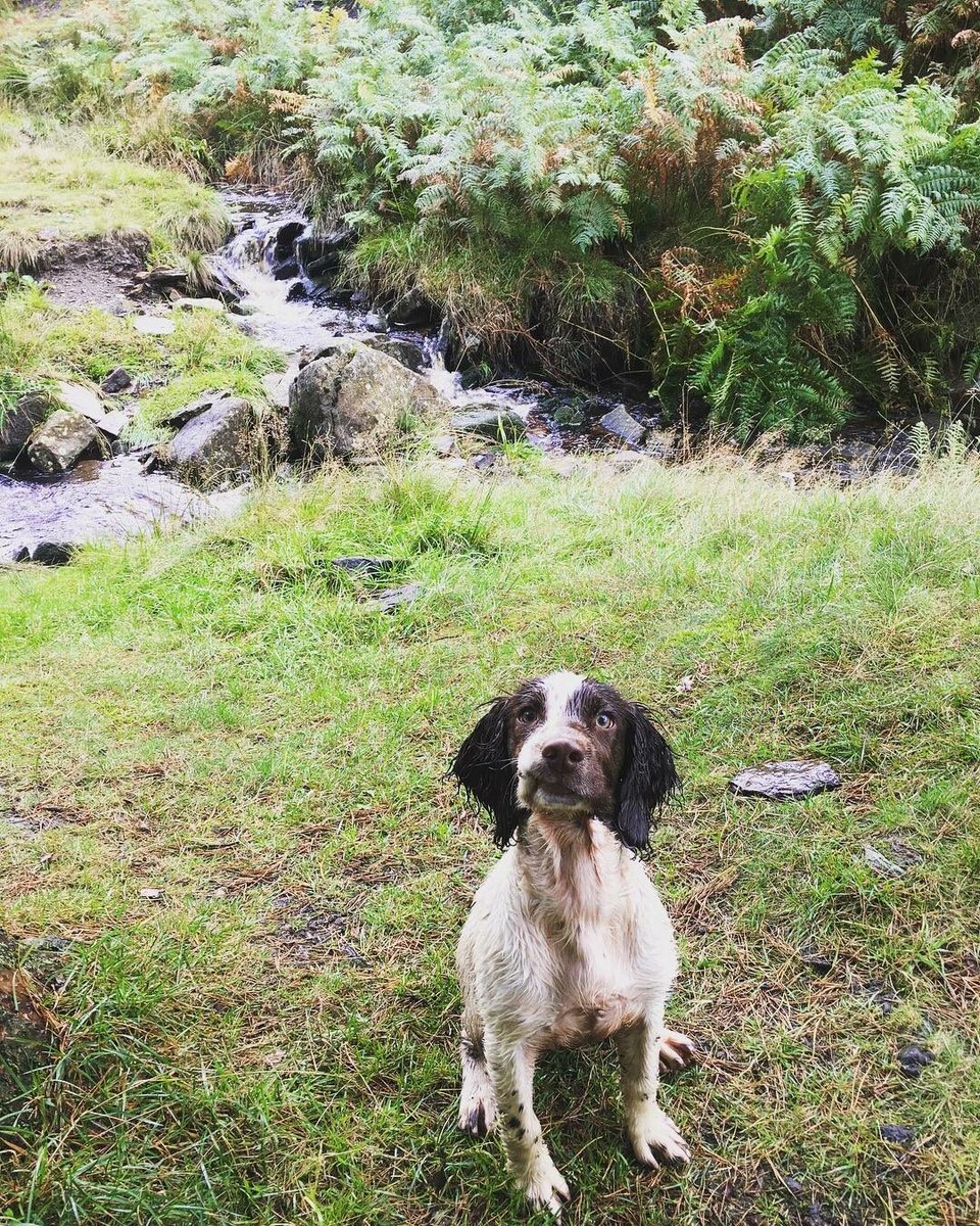 Amo Is Home! tweet media