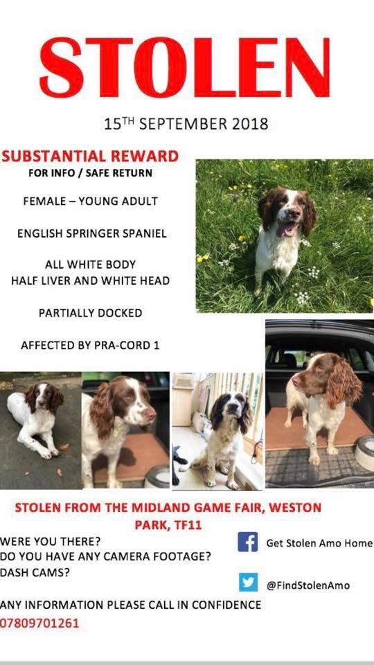 Another weekend spent looking for Amo across the country. The strain is taking its toll but we won’t give up. Her face is everywhere. Give her back. Cash reward waiting. #shropshire #staffordshire #england #springer #spaniel #stolen #dog #countryfile