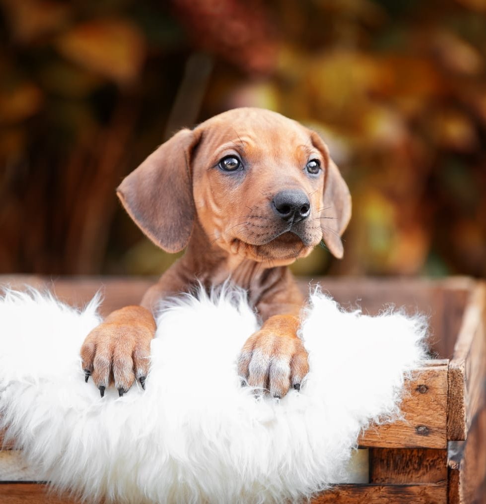 Babybell hat übrigens noch 2 Brüder, die ein liebevolles Zu Hause suchen <3
Thamani &amp; Dayo

Falls ihr ernsthaftes Interesse habt, kurze DM an mich. 

Bitte RT wegen Reichweite. Danke.
#Followerpower