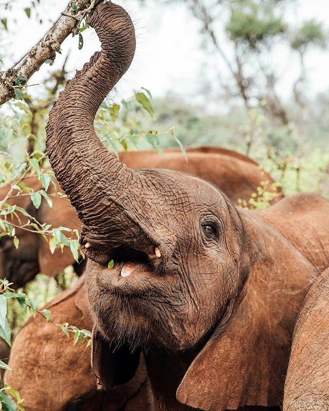 ElephantGifts_'s tweet photo. 💖🐘💖🐘😙😙 adorable creatures. .!! Credit :  @dswt -  Jotto was just a month old when we rescued him from a well in March 2016, but now he’s one of the oldest members of the Nursery herd. He’s still extremely gentle—which makes him a favorite playmat… https://t.co/DR8iv4SFib https://t.co/tvfmDsIIPo