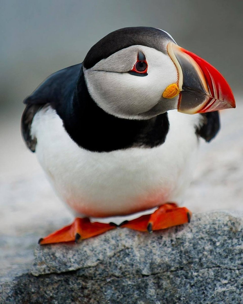 viktoriakharuta tweet media