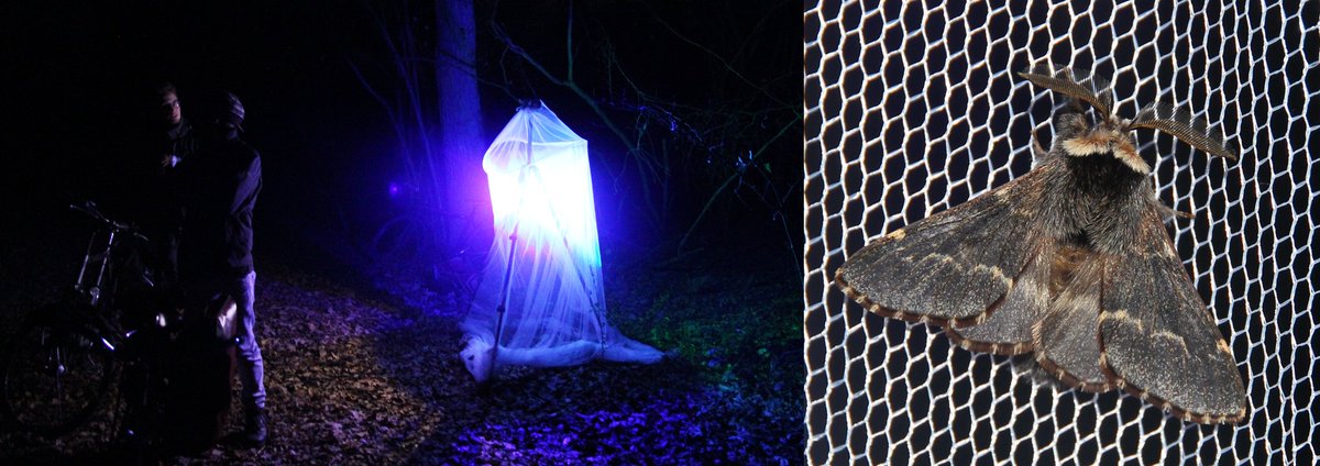KampJohannes's tweet photo. The #mothtrapping season is coming to an end, but even after the first frost several fresh December Moths (Poecilecampa populi) were still bouncing around tonight (near Münster, Germany). #Nachtfalter #moth #LepiLED https://t.co/spI2KUjlzW