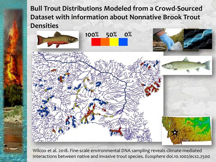 Great new study in EcoSphere showing how crowd-sourced eDNA sampling can be used to develop precise species distribution models which incorporate effects from other species, in this case the effects of invasive brook trout on native bull trout researchgate.net/publication/32…