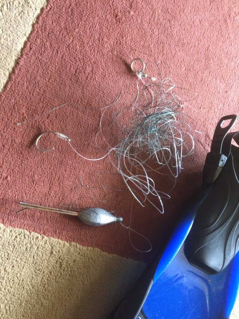 Tortclam tweet media