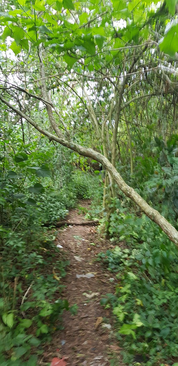 guloso011's tweet photo. Parque Guarapiranga, nas trilhas rolou com um gostoso agora, rasgou meu cu.
#pegação #serieparques https://t.co/VRv7mBZJBY