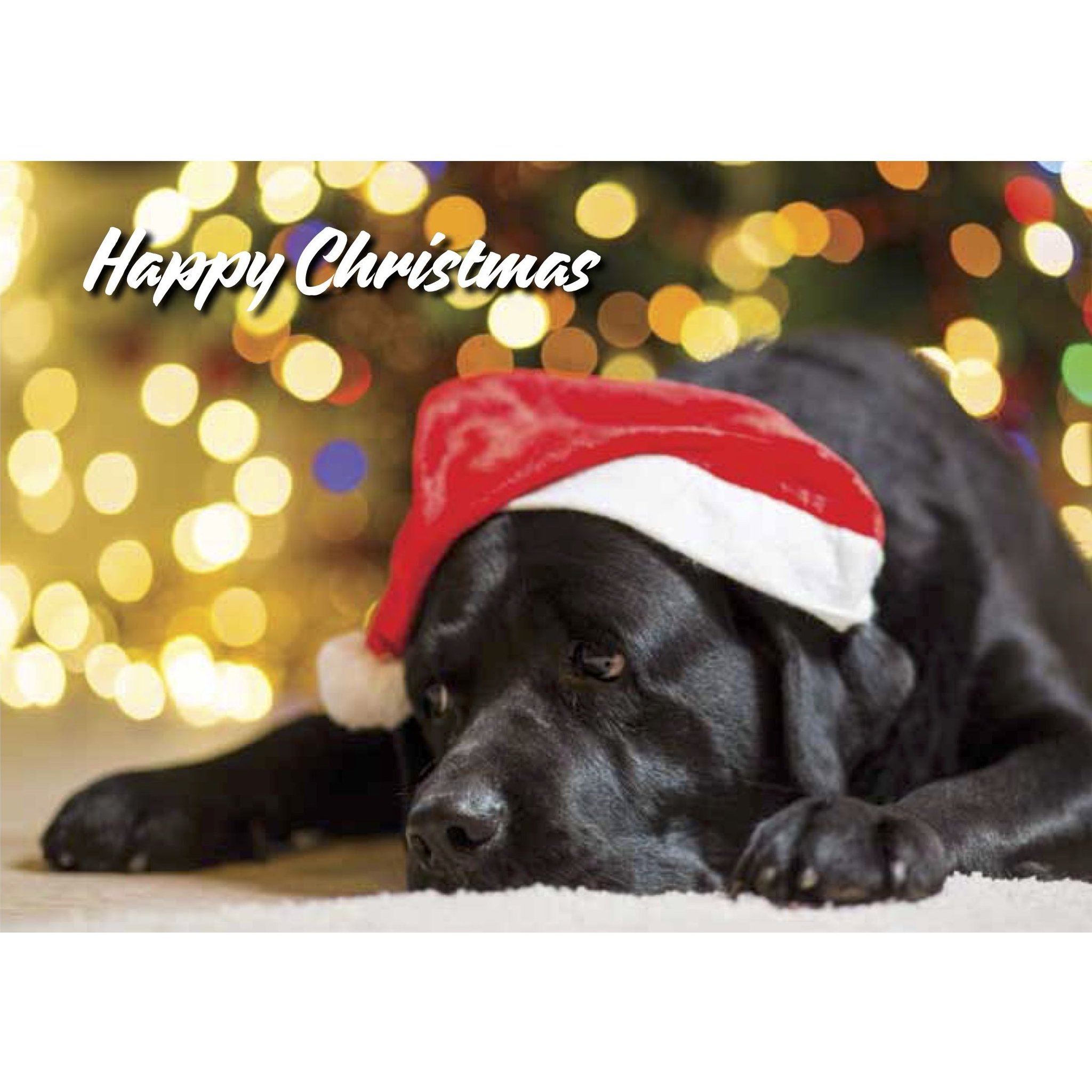 irish guide dogs shop