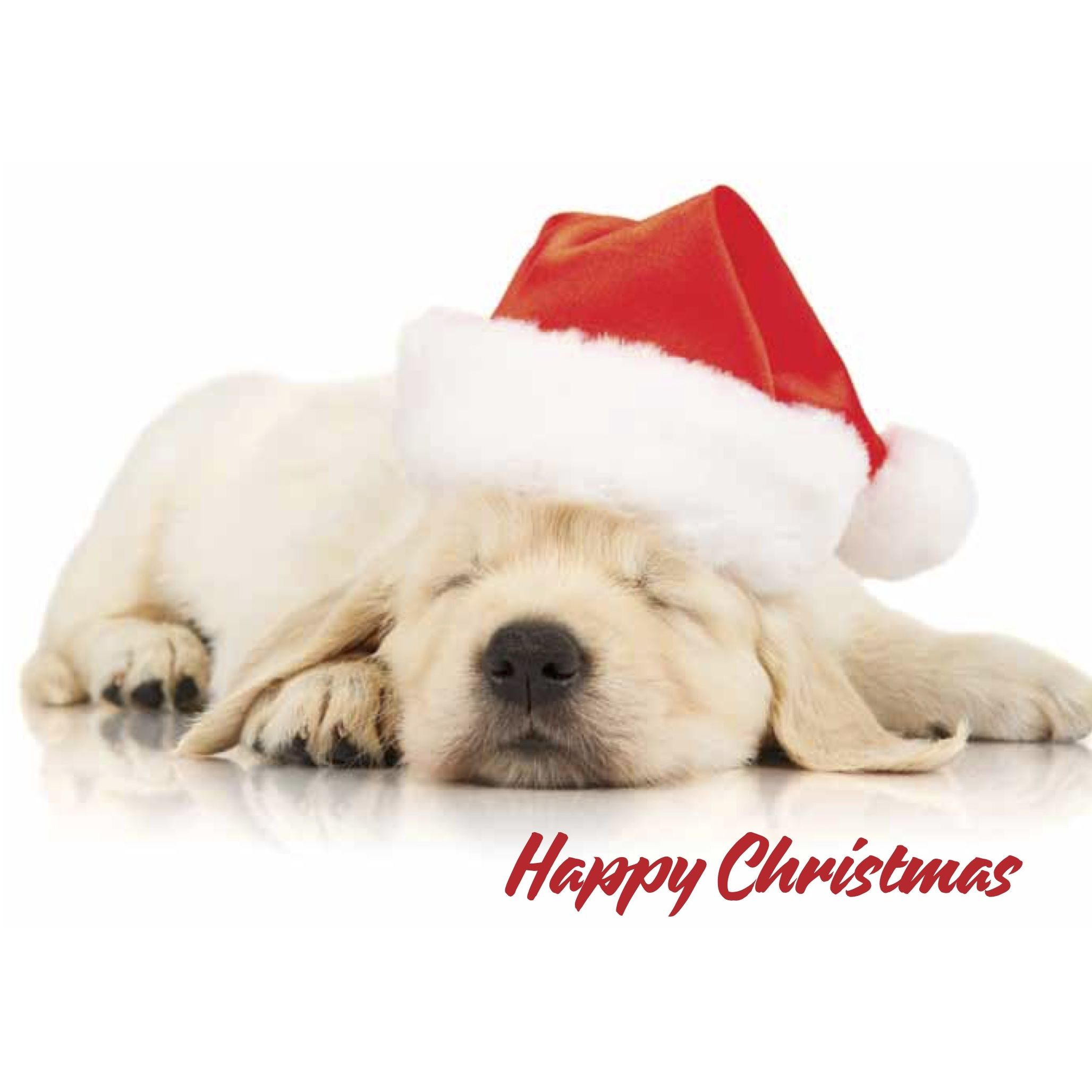 Dogs trust christmas catalogue 2018 2025